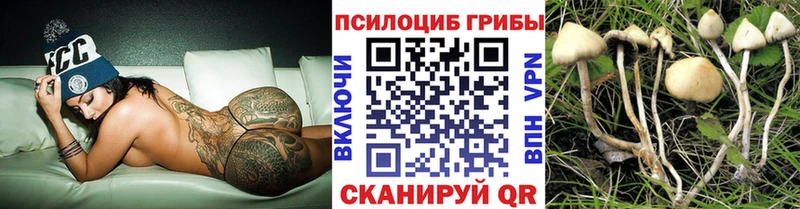 Псилоцибиновые грибы Psilocybe Суздаль